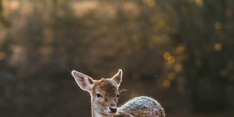 秘鲁马丘比丘徒步进阶指南：印加古道、圣谷路线、高原适应与门票预订详解
